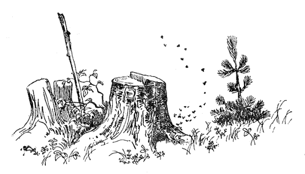 Раскраска вырубка леса