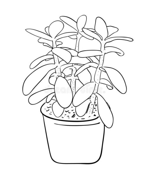 Толстянка денежное дерево рисунок