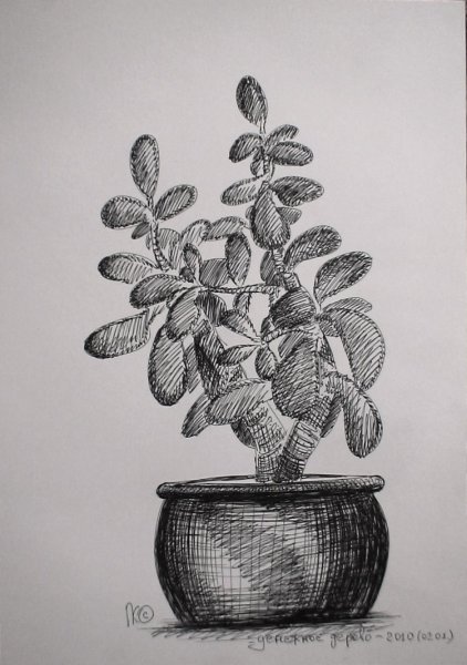 Денежное дерево рисунок карандашом