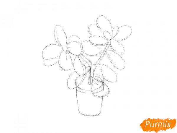 Толстянка рисунок в карандаше