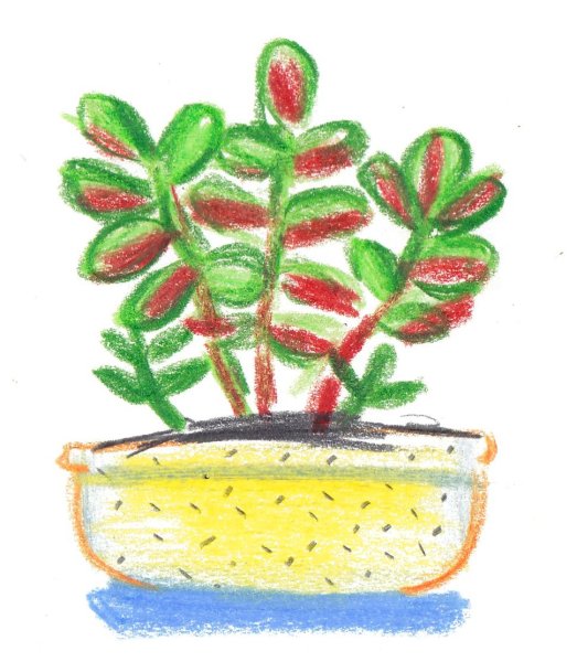 Комнатное растение денежное дерево рисунок