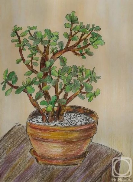 Фикус Крассула