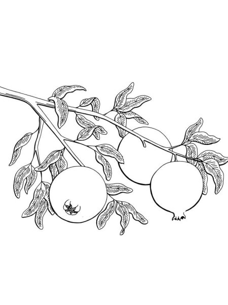 Гранат раскраска