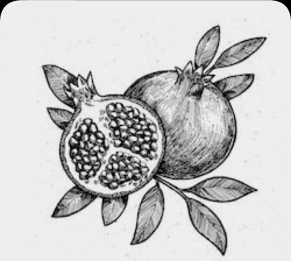 Эскиз граната фрукт