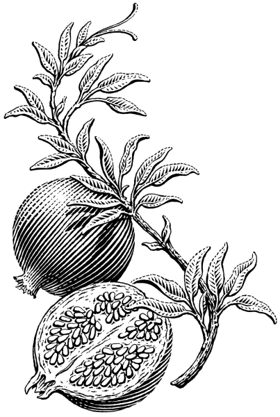 Фрукты гравюра