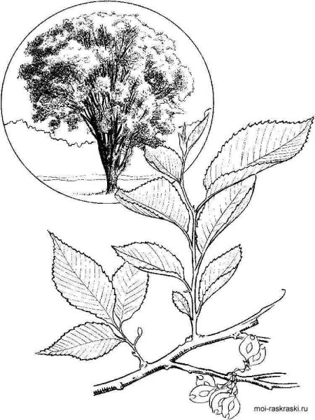 Вяз раскраска