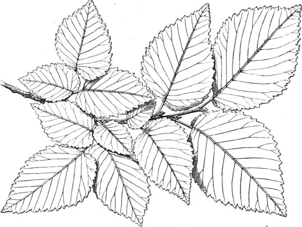 Вязь листья