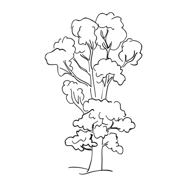 Контуры деревьев и кустарников