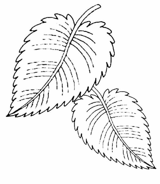 Разукрашенные листья