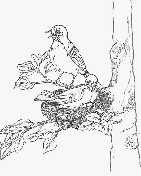 Бианки Лесные домишки раскраска к рассказу