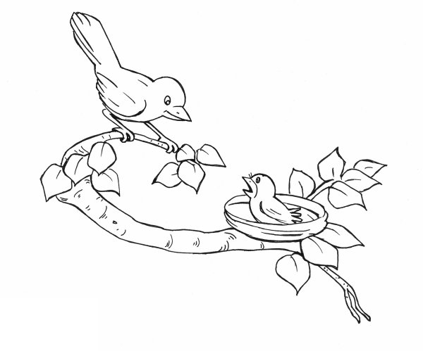 Птица на ветке раскраска для детей