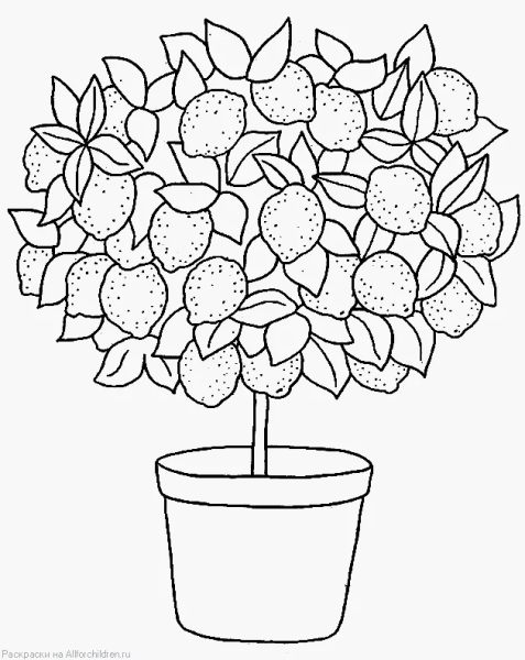 Лимонное дерево раскраска