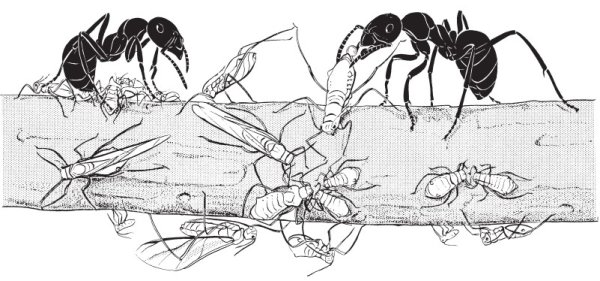 Раскраска Муравейник с муравьями