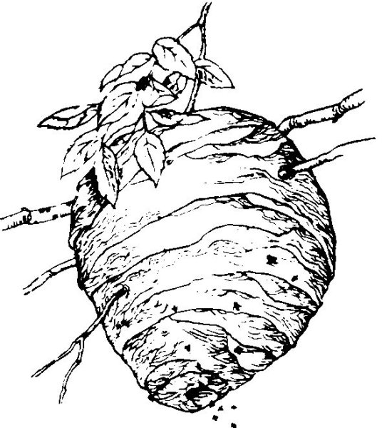 Осиное гнездо раскраска