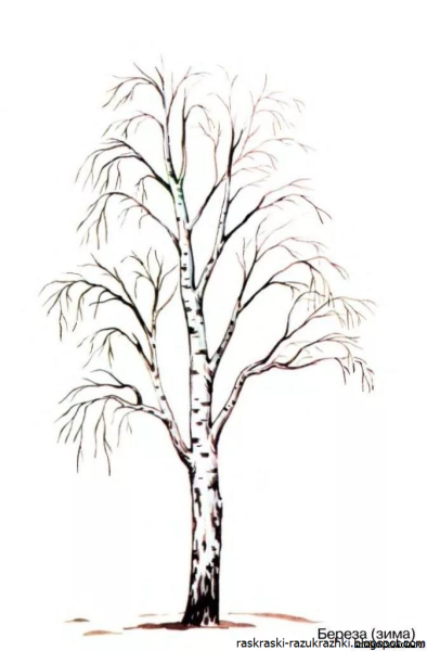 Рисование березы
