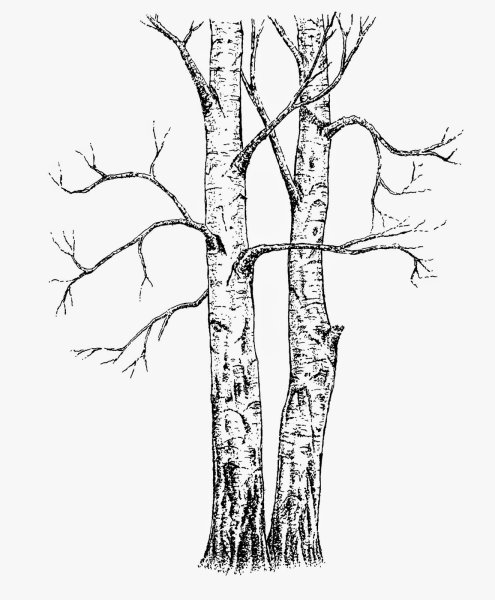 Дерево береза раскраска для детей