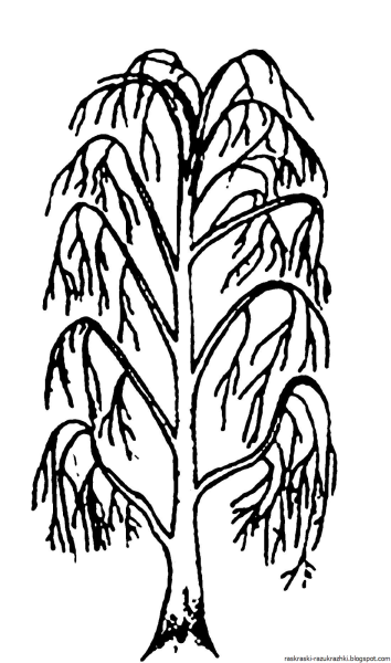 Береза раскраска для детей