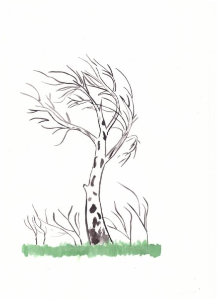 Дерево береза без листьев