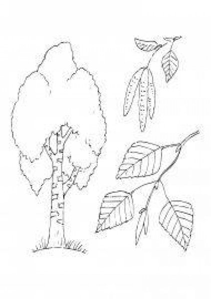 Береза раскраска для детей