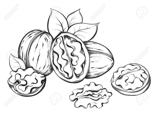 Грецкий орех раскраска для детей