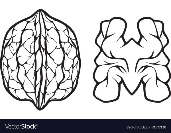 Орех грецкий