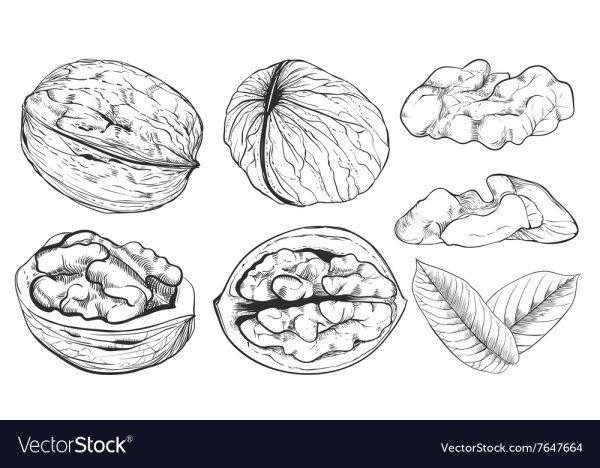 Орех грецкий