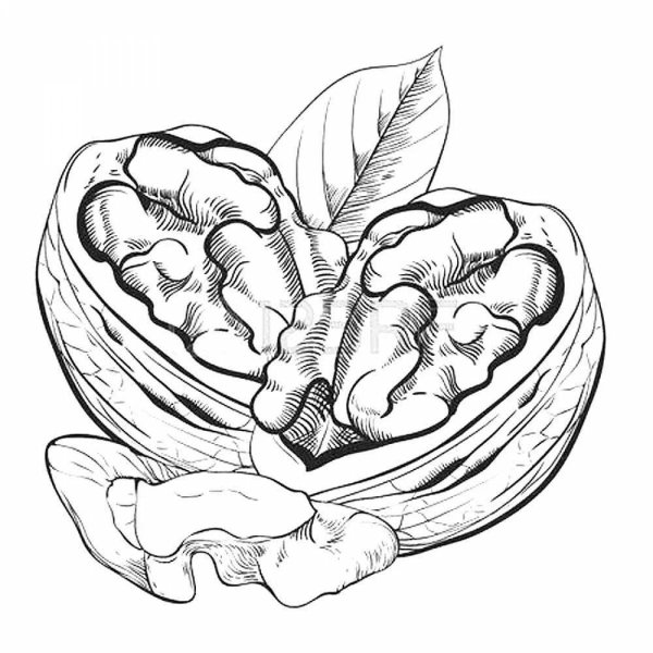 Грецкий орех гравюра