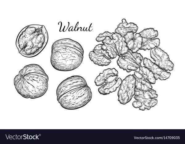 Орех скетч