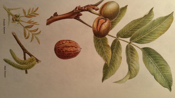 Грецкий орех дерево