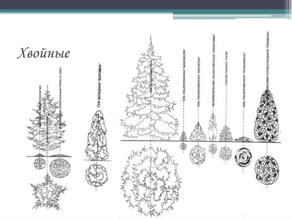 Хвойные деревья задания