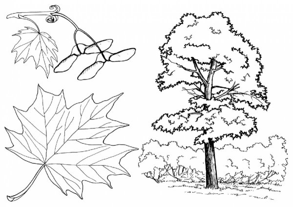 Дерево раскраска