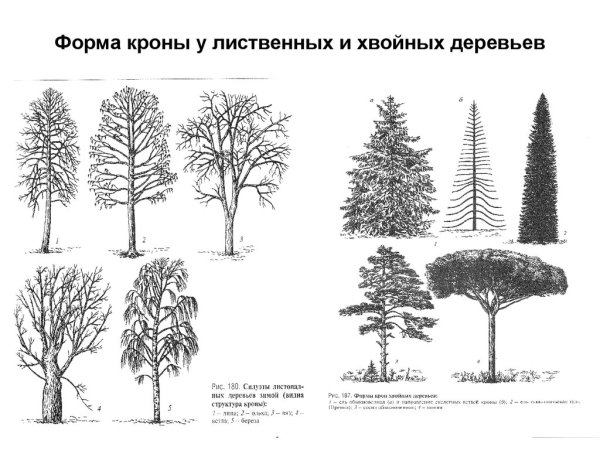 Формы кроны древесных растений