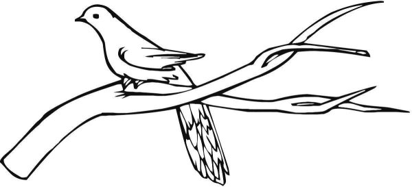 Ветка дерева раскраска для детей