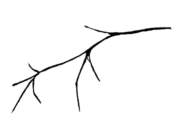 Веточка рябины без ягод