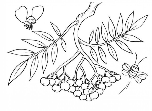 Рябина раскраска