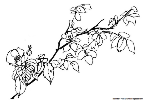 Ветка раскраска