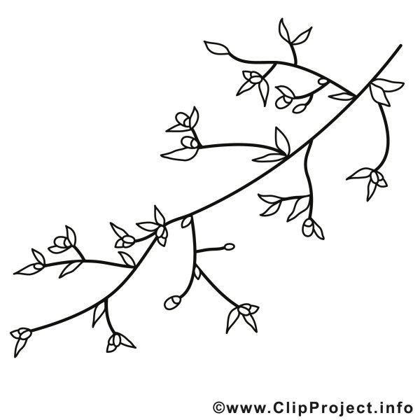 Раскраска ветка дерева с листьями