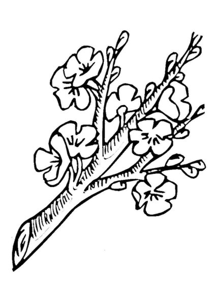 Ветка раскраска