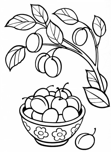 Раскраска ягоды слива