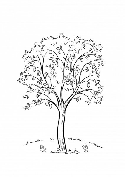 Абрикосовое дерево раскраска