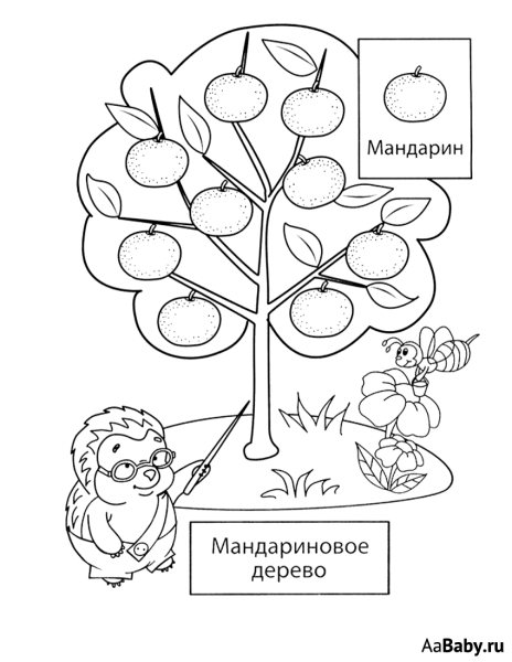 Фруктовые деревья раскраска