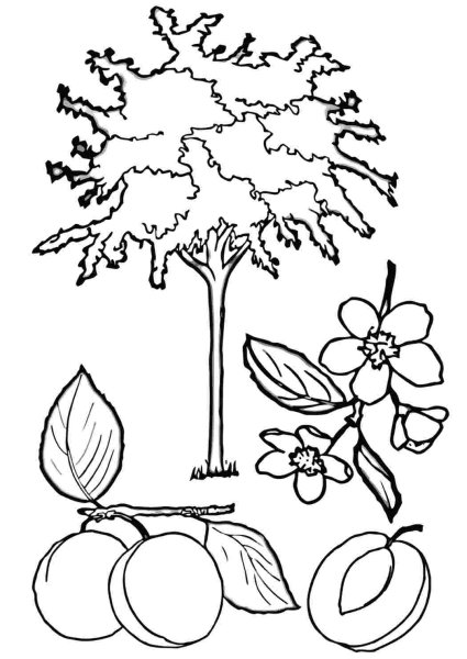Дерево слива раскраска
