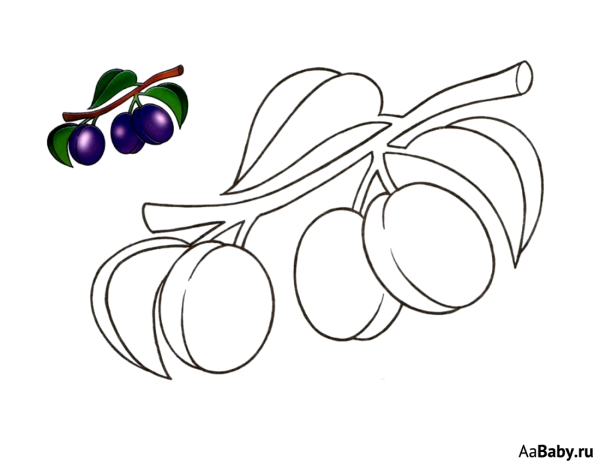 Алыча раскраска для детей