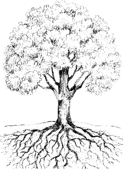 Абрикосовое дерево раскраска