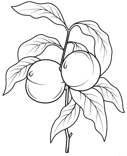 Персик для раскрашивания