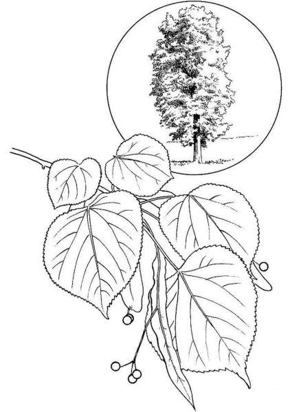 Липа сердцелистная рисунок