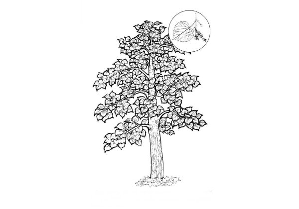 Липа раскраска