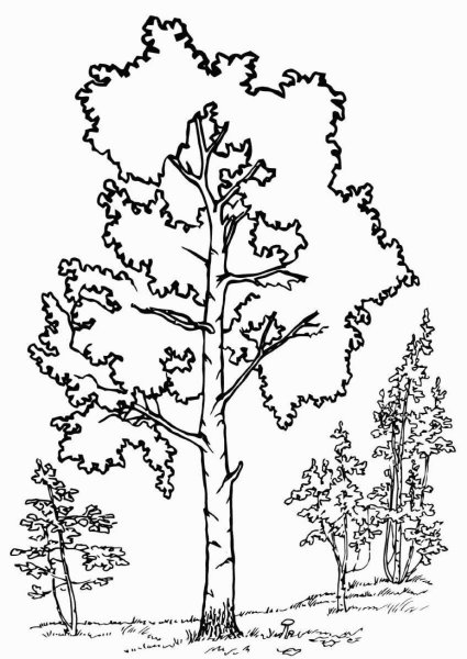 Раскраска деревья и кустарники