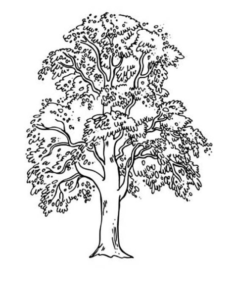 Раскраска липа дерево