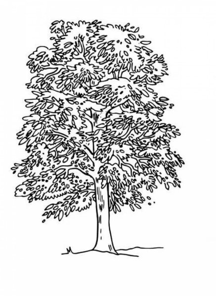 Дерево ясень раскраска